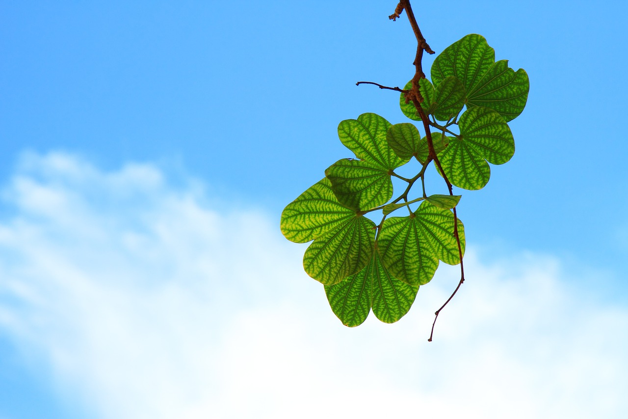 Selective Pruning for Healthy Plants